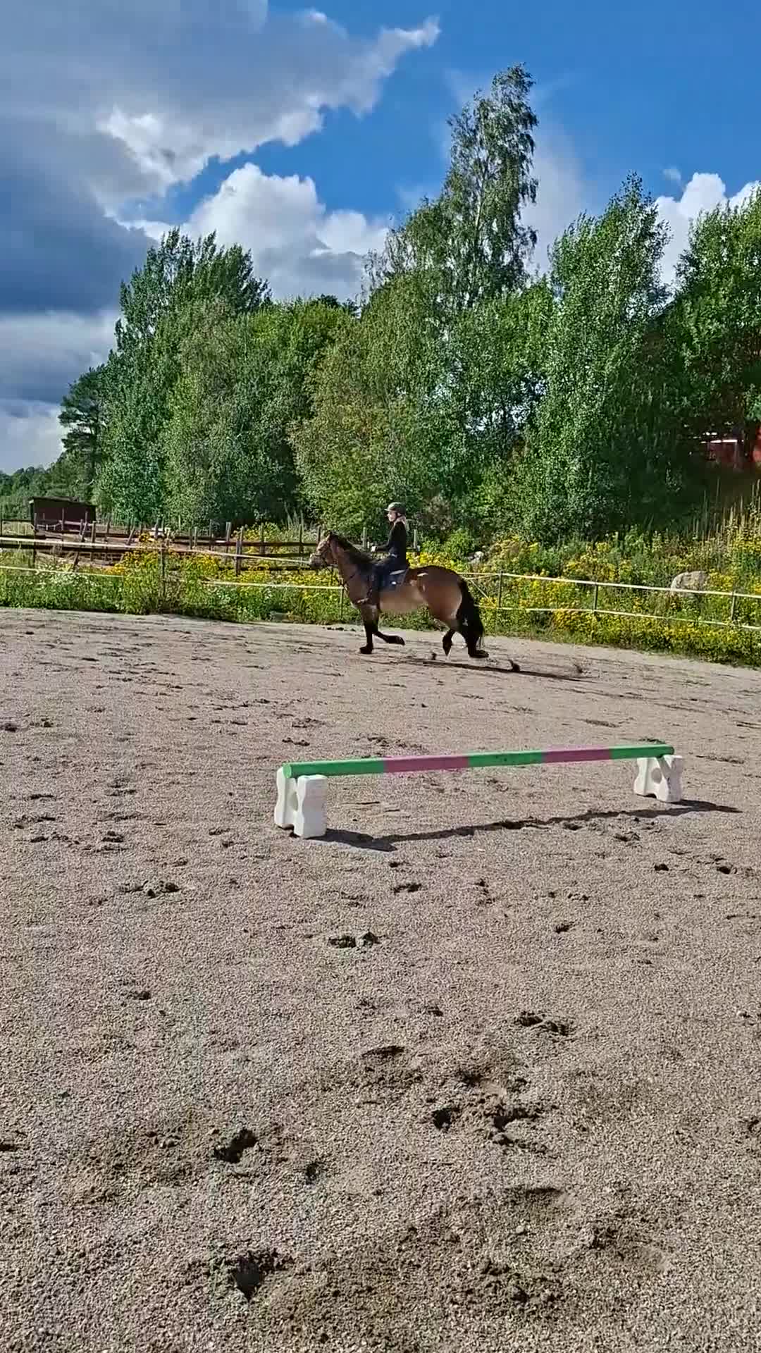 Allround hästar till salu: Allround häst - Video 2