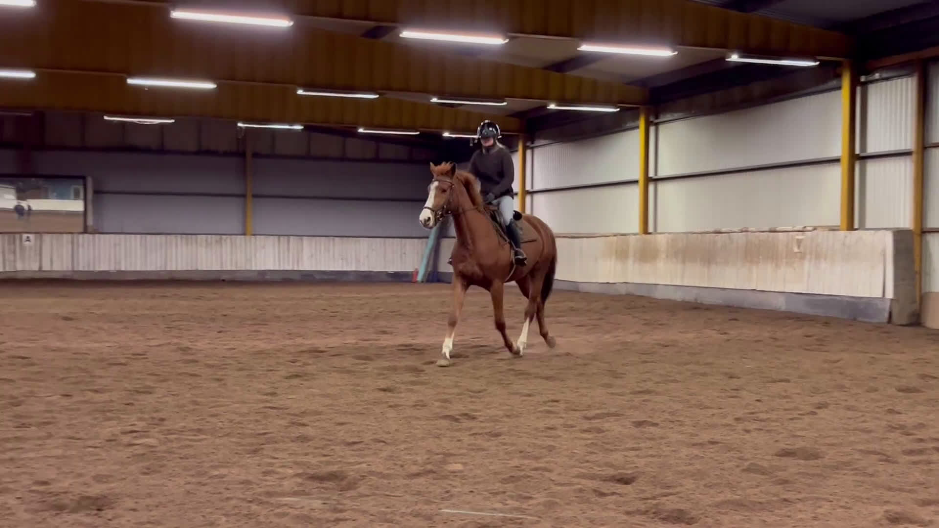 Hoppning hästar till salu: Trevligt inridet hoppsto. i Knäred - Video 1