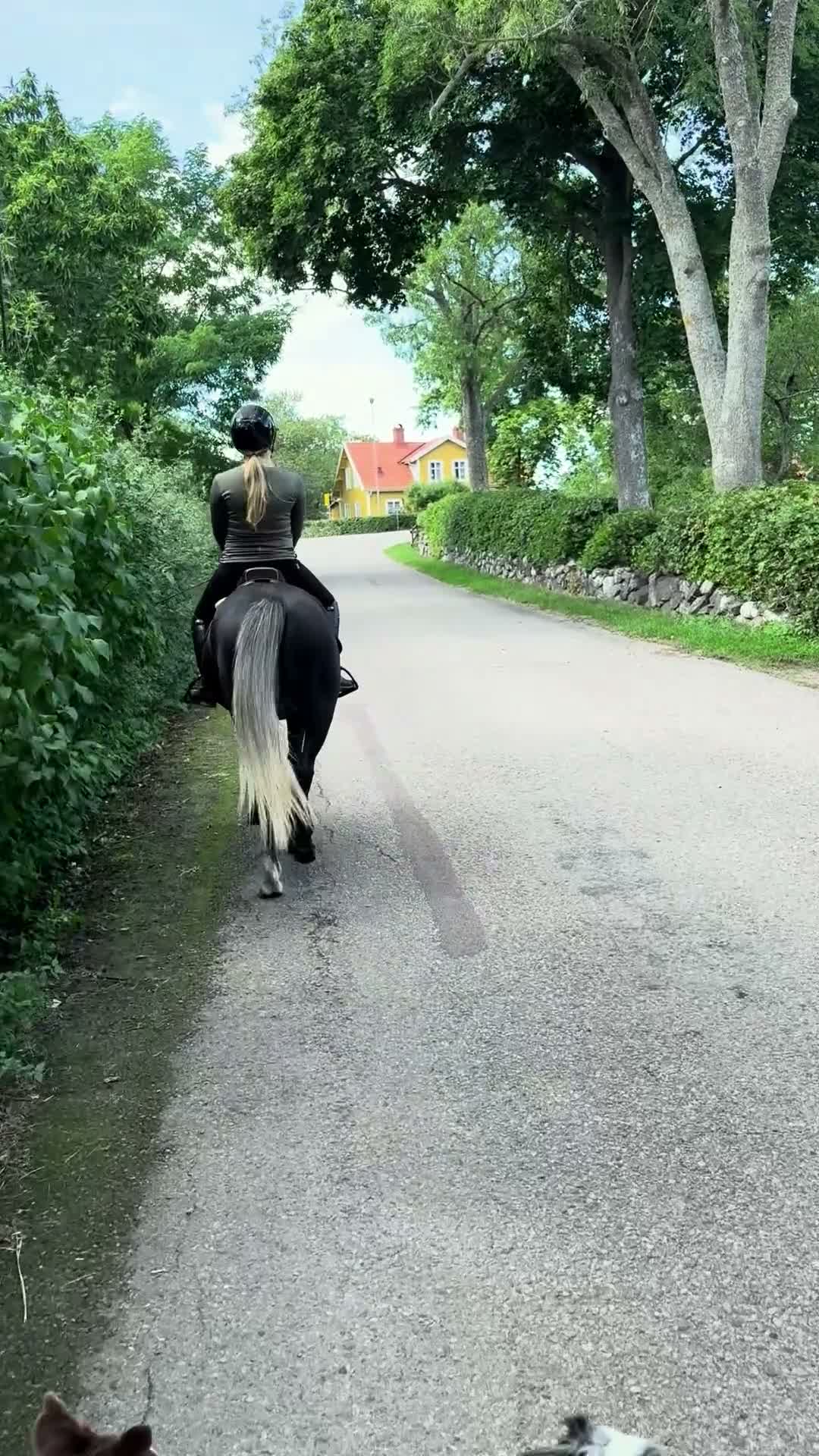 Allround hästar till salu: Snäll och lugn ungponny - Video 2