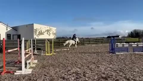 Hoppning hästar till salu: Bästa kompisen för vardag och tävling - Video 2