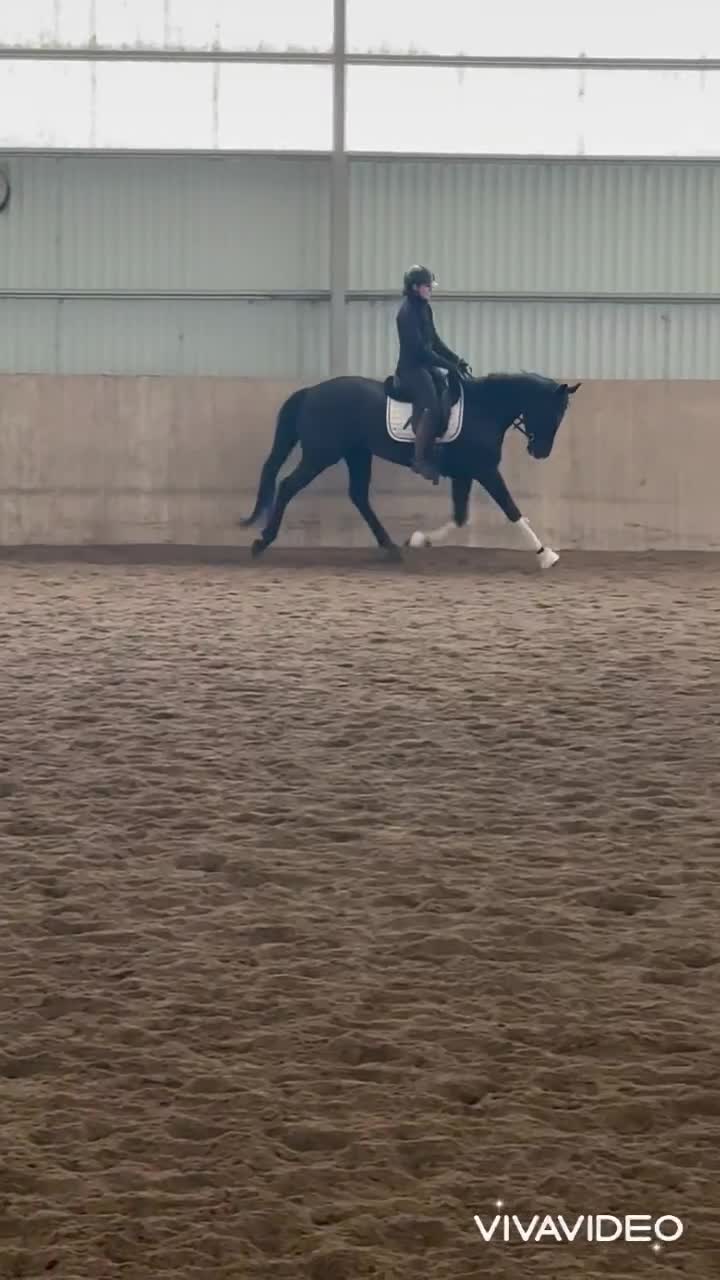 Allround hästar till salu: 4 årigt sto för fälttävlan??!  - Video 1