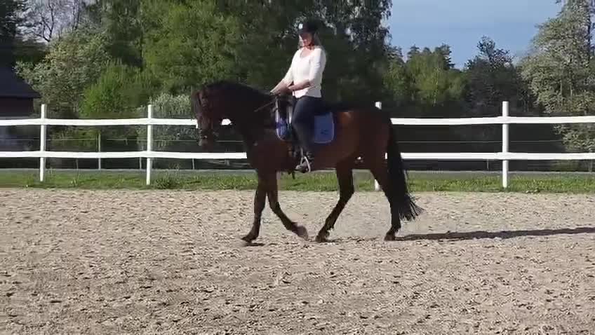 Dressyr hästar till salu: PRE sto med fin ridbarhet och avelsgodkänd  - Video 1