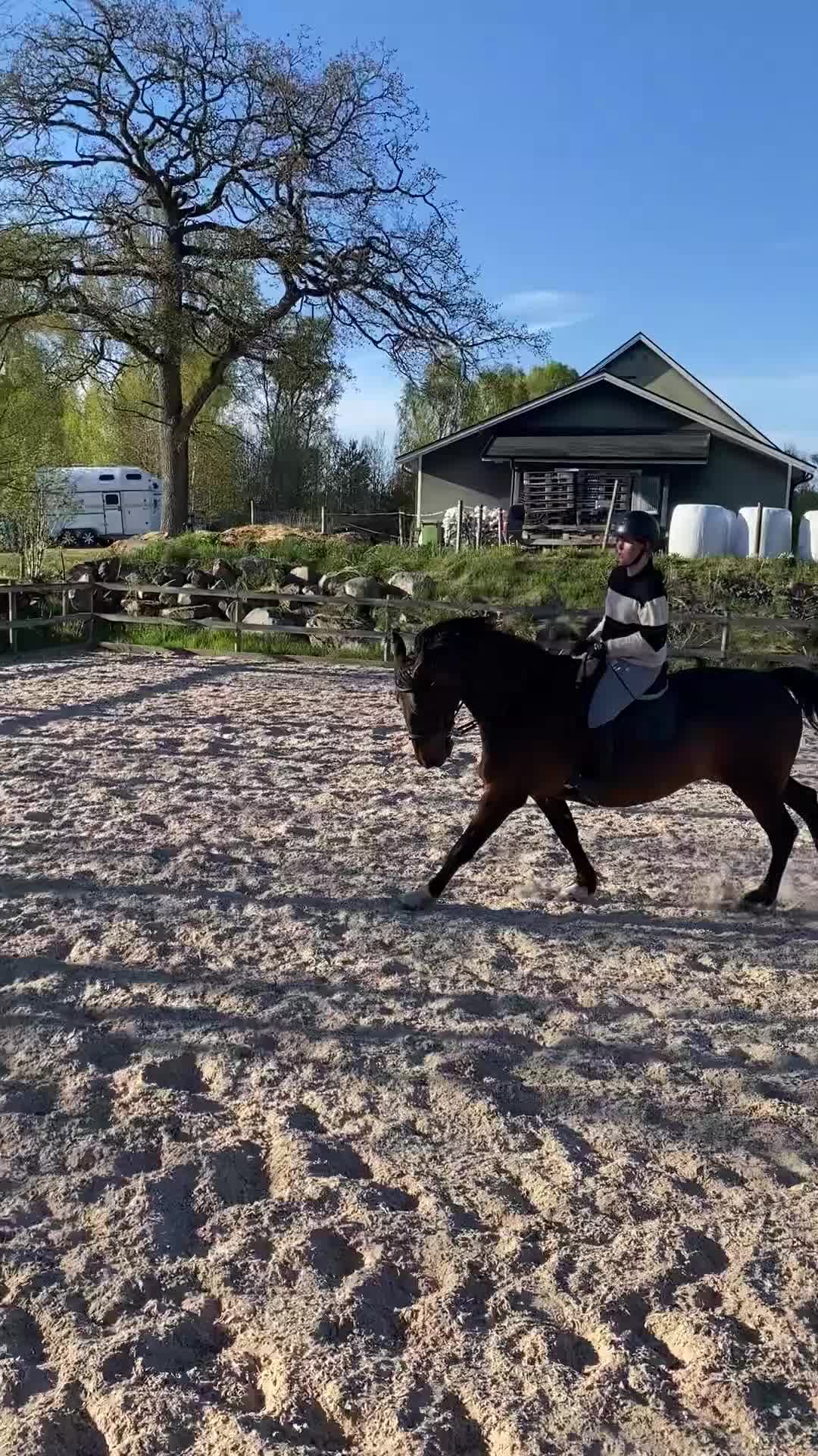 Allround hästar till salu: Trevlig SWB valack med stort hjärta.  - Video 1