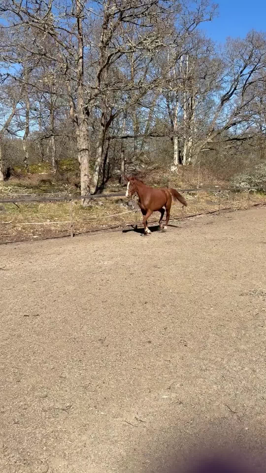 Hoppning hästar till salu: Hoppämne säljes  i Lyckeby - Video 2