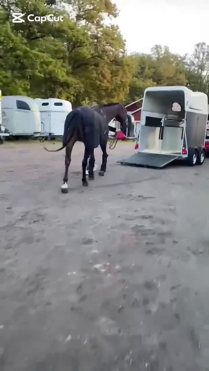 Dressyr hästar till salu: Bästa vän till träning eller tävling  i Kode - Video 5