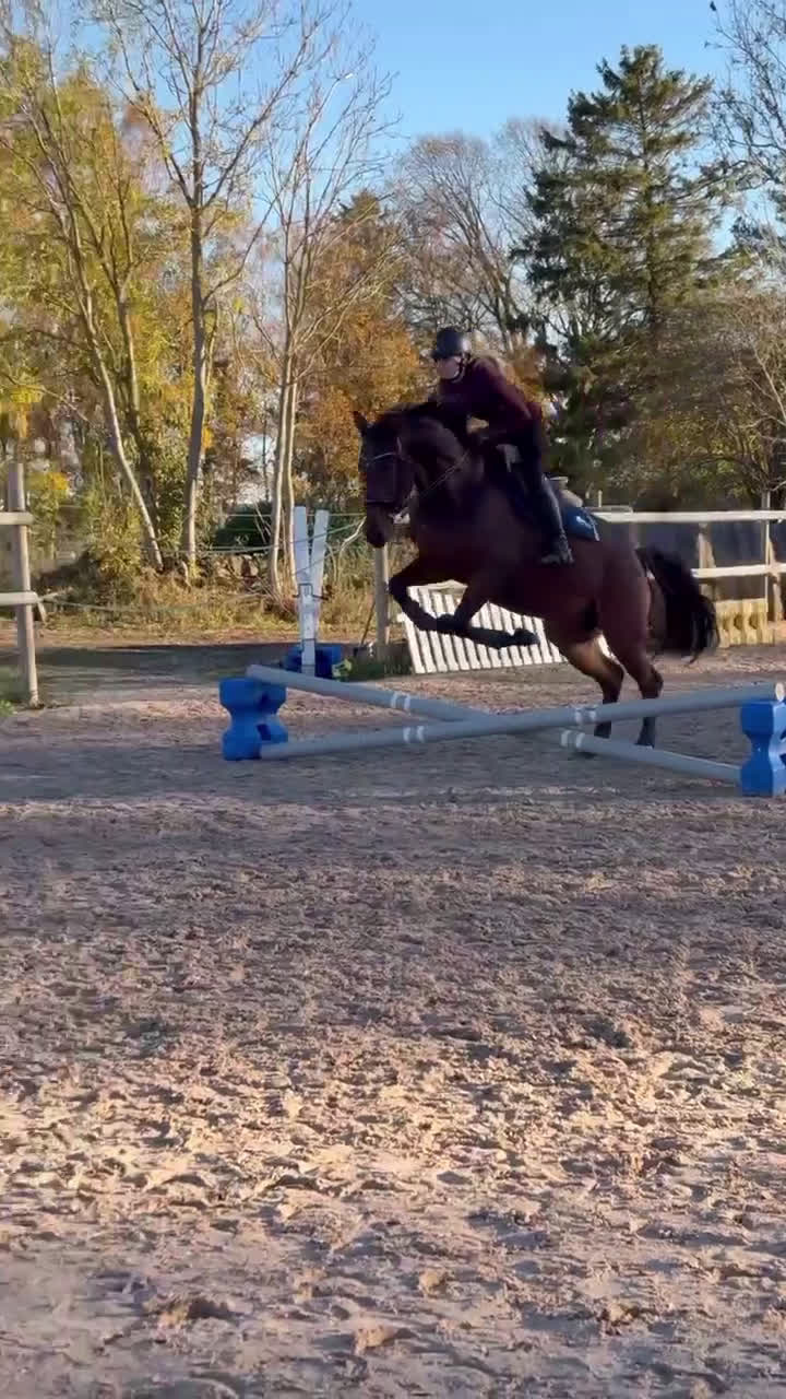 Dressyr hästar till salu: Rolig dressyrhäst i Falköping - Video 1