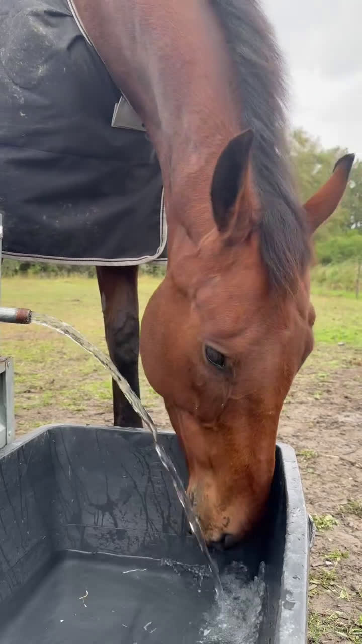 Allround hästar till salu: Junior/Övergångshäst?  i Skokloster - Video 1