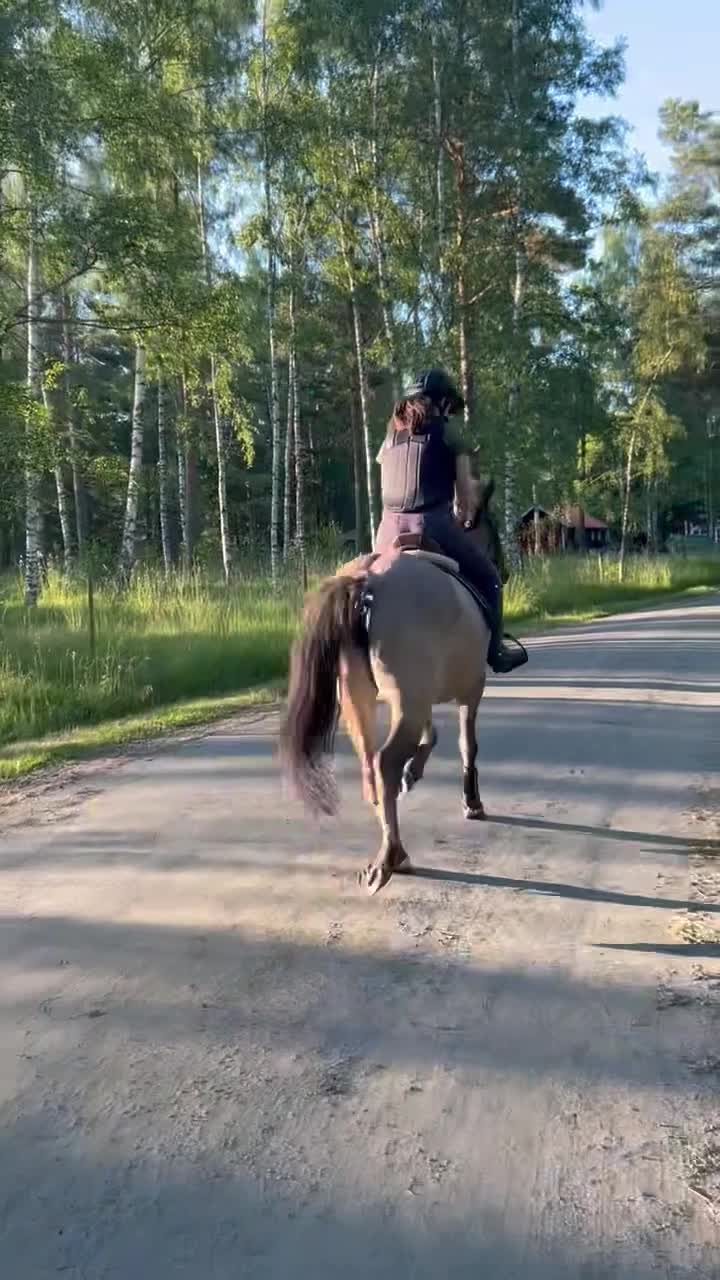 Allround hästar till salu: Energisk positiv konik ponny  - Video 3
