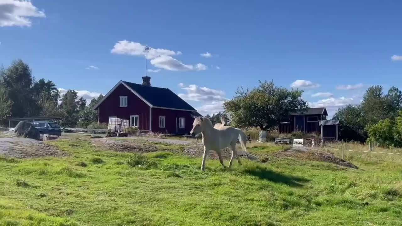 Allround hästar till salu: 2 ettårshingstar i Sollebrunn - Video 2