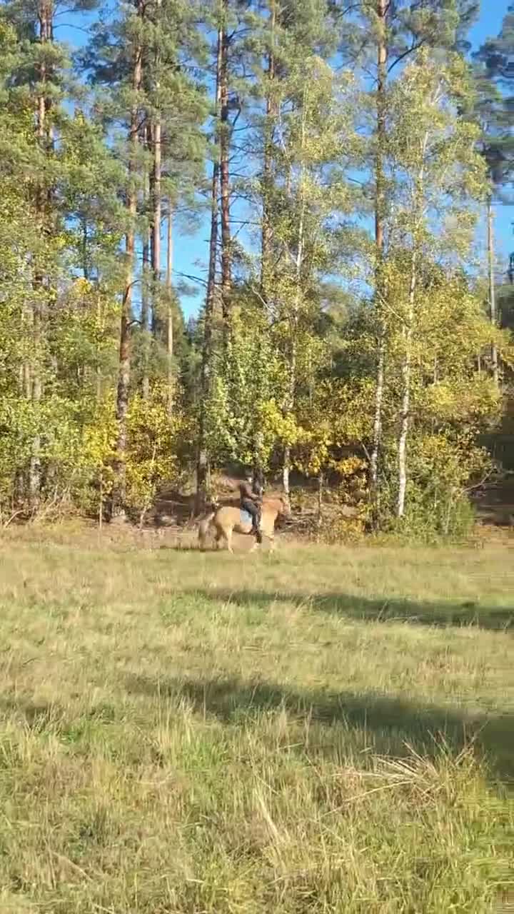 Island hästar till salu: Lugn och orädd 5-åring - Video 3