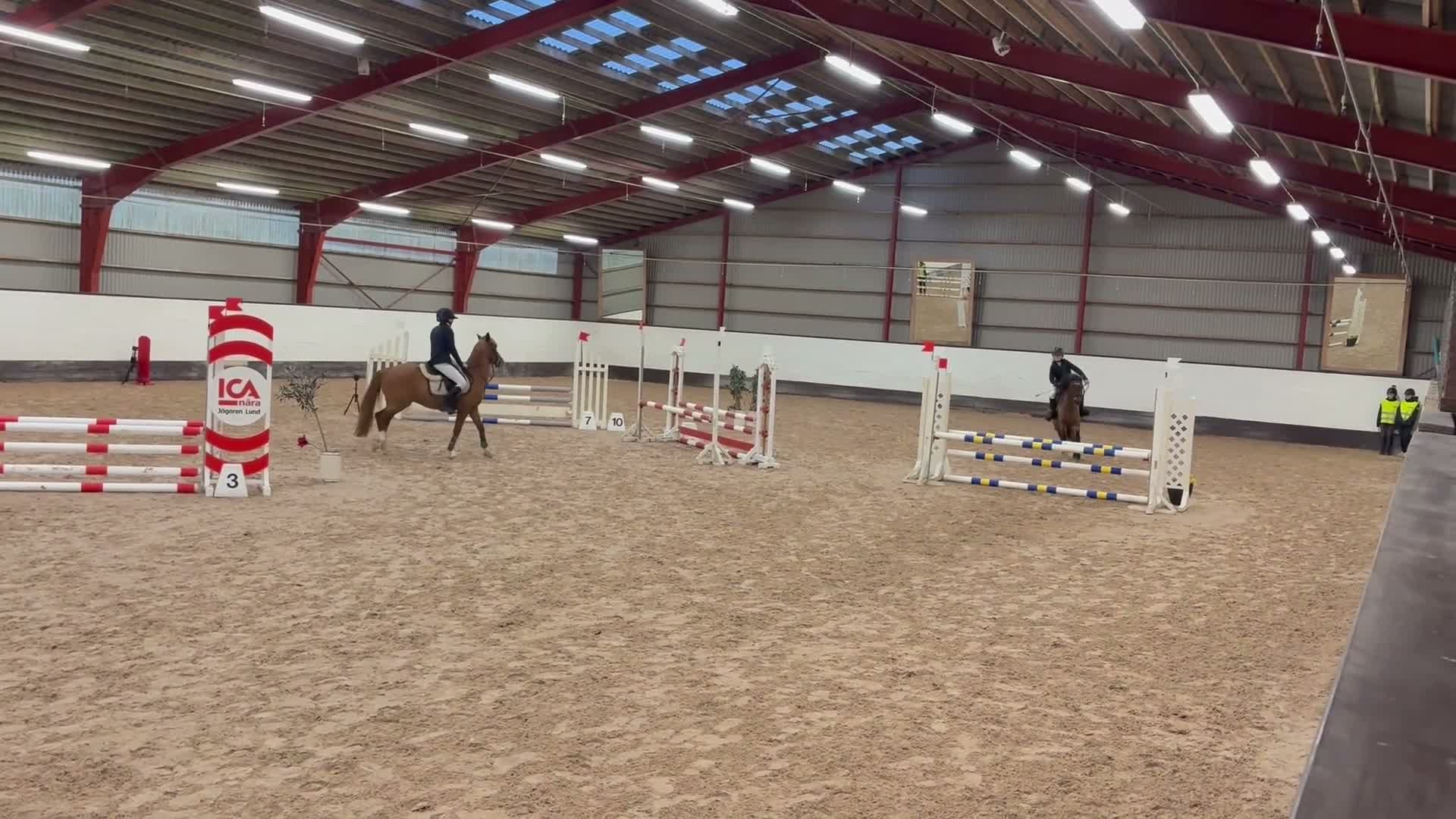 Allround hästar till salu: Fint gotlandsruss till salu i Löddeköpinge - Video 2