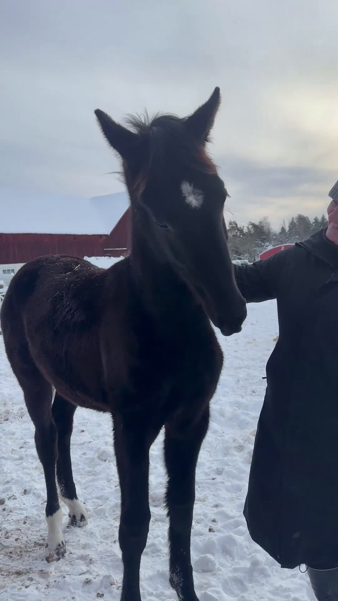 Dressyr hästar till salu: Tillfälle! Elegant skyline avkomma till bra pris - Video 2