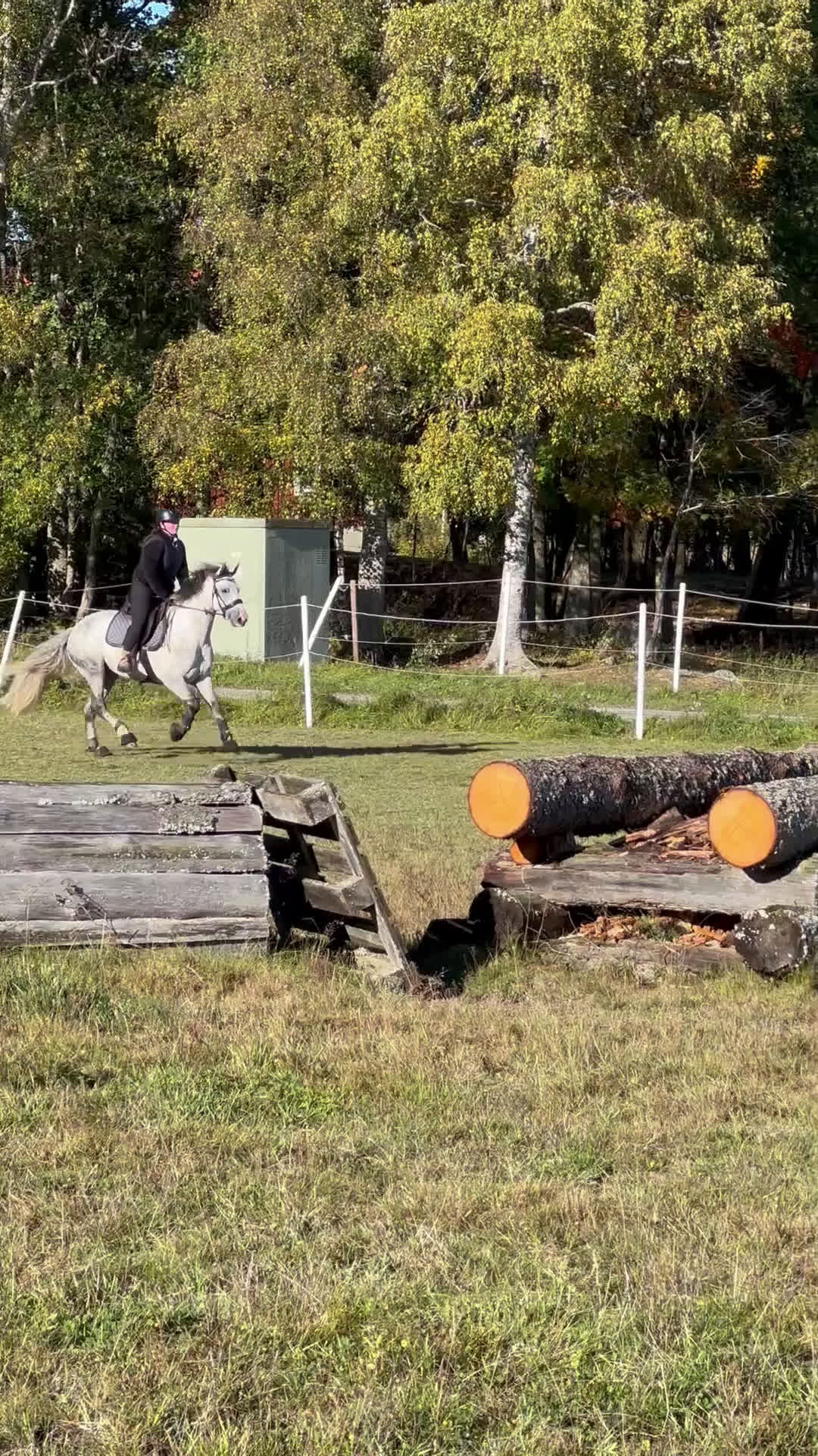 Allround hästar till salu: D ponny med potential i flera grenar  - Video 1