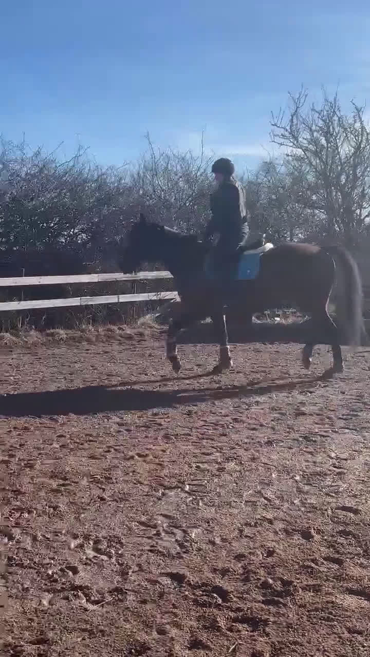 Galopp hästar till salu: Till avel eller ridning  - Video 1