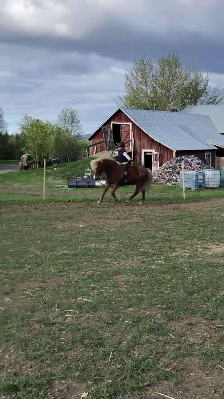Island hästar till salu: Islandssto triangelmärkt i Orrviken - Video 1
