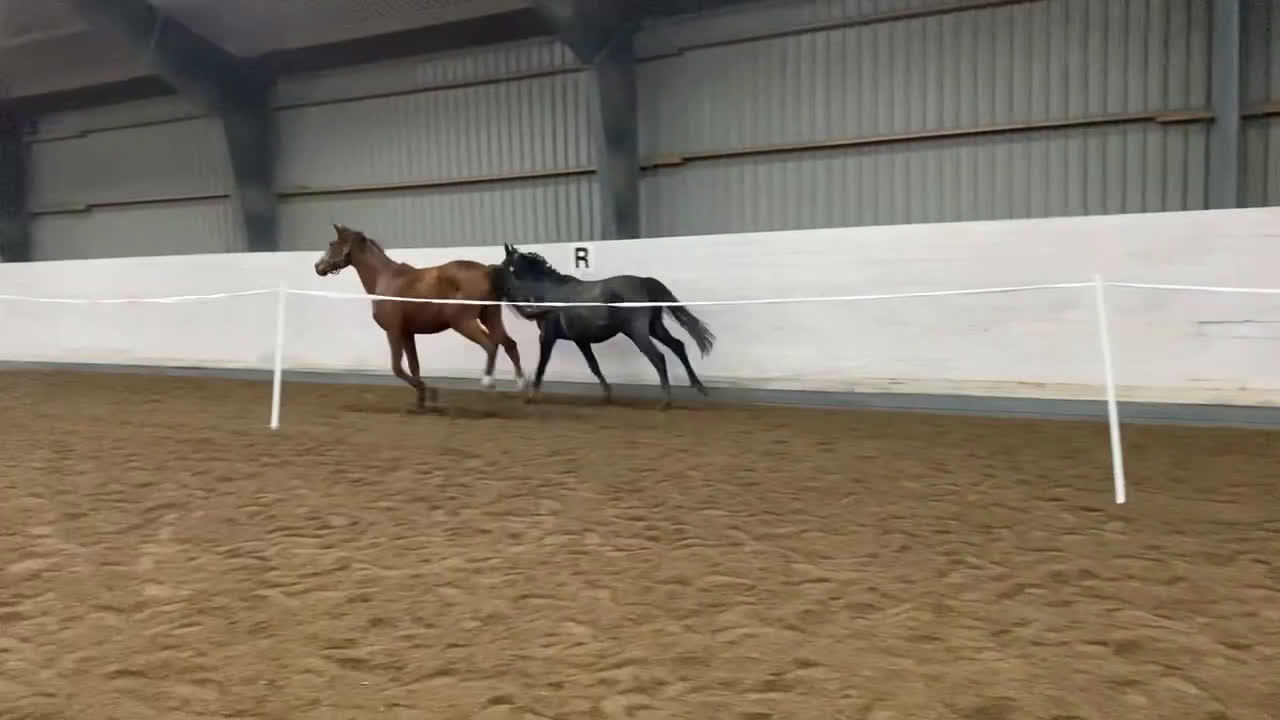 Dressyr hästar till salu: Sto fött 2024 Aideean-Uphill-Negro Ny film!  i Ängelholm - Video 1