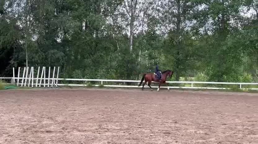 Dressyr hästar till salu: Snygg dressyrhäst - Video 3