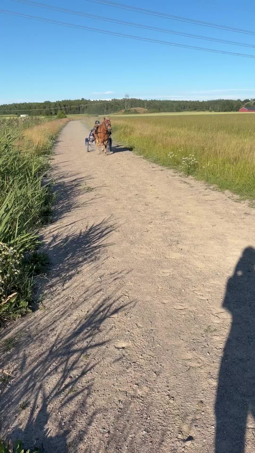 Allround hästar till salu: Supersnäll ponny till ridning eller trav - Video 1