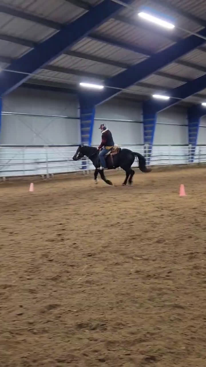 Allround hästar till salu: Bästa kompis!  i Vingåker - Video 1