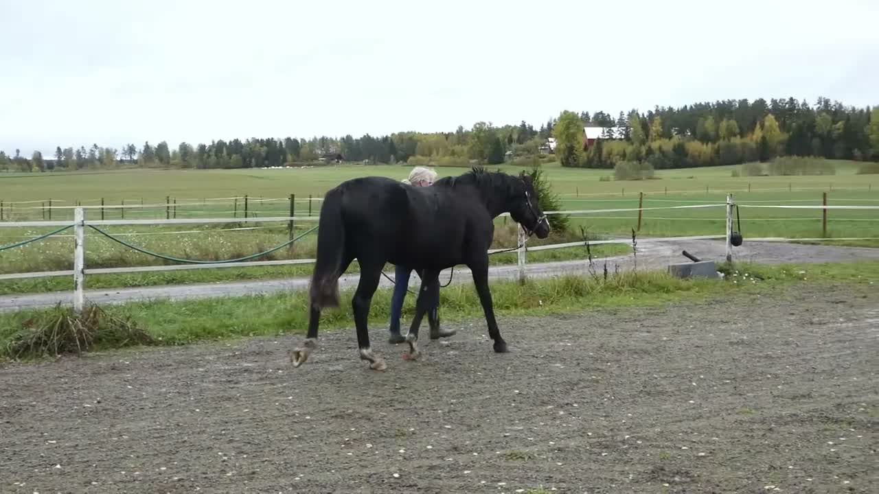 Dressyr hästar till salu: Moderiktig grabb efter Salvatore Ferragamo - Video 3