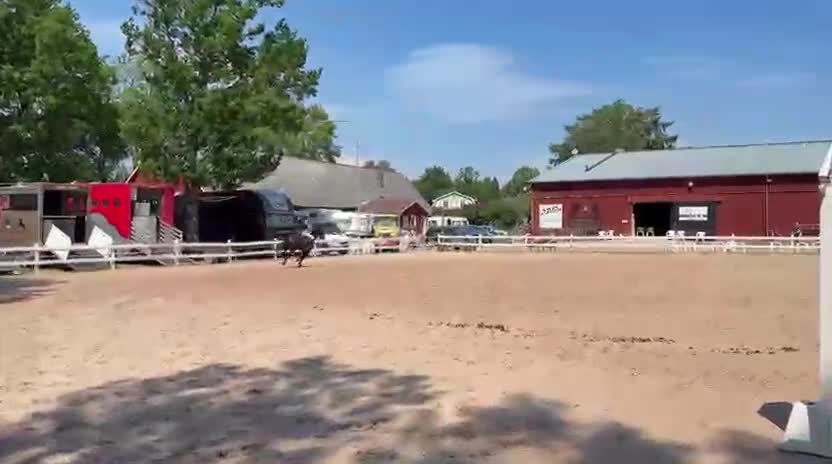 Hoppning hästar till salu: Superfin D ponny - Video 1