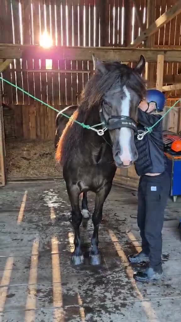 Allround hästar till salu: Vackert sto! - Video 2
