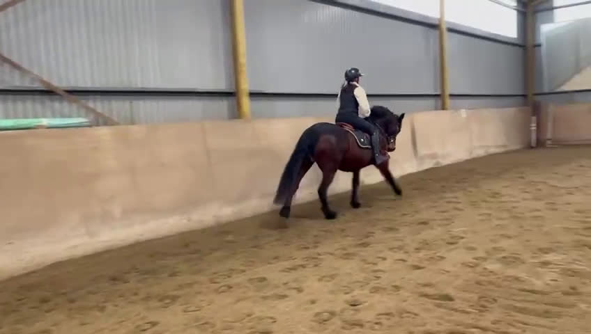 Allround hästar till salu: En bästavän, Bella  i Ödsmål - Video 4