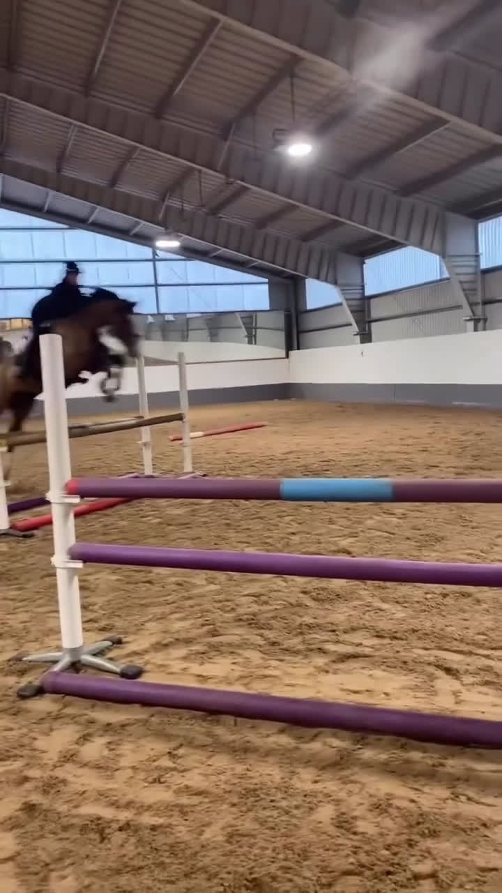 Hoppning hästar till salu: Mycket fin valack!  - Video 3