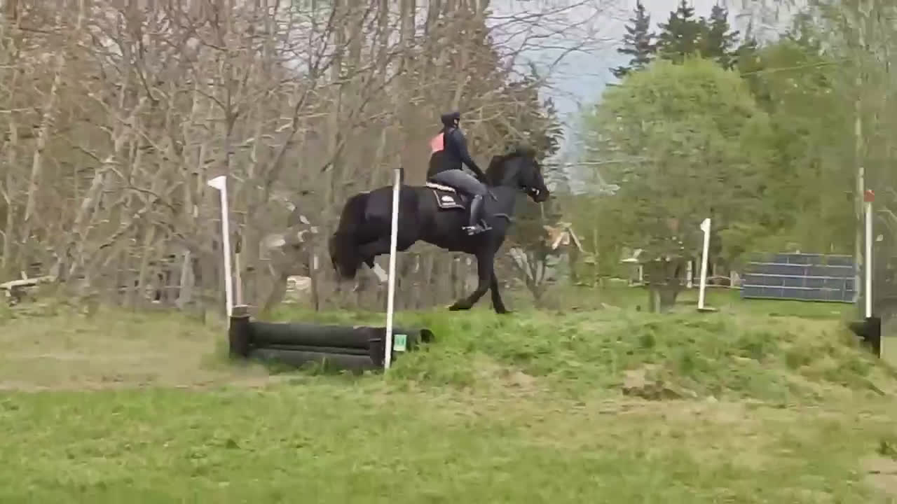 Hoppning hästar till salu: Sto med utstrålning  - Video 3