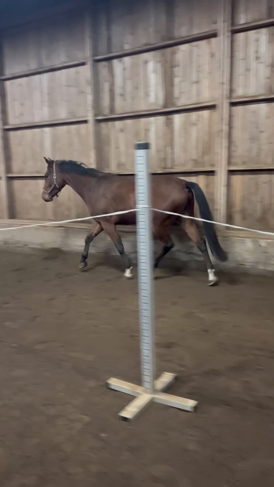 Hoppning hästar till salu:  Formbar valack!  i Eksjö - Video 4