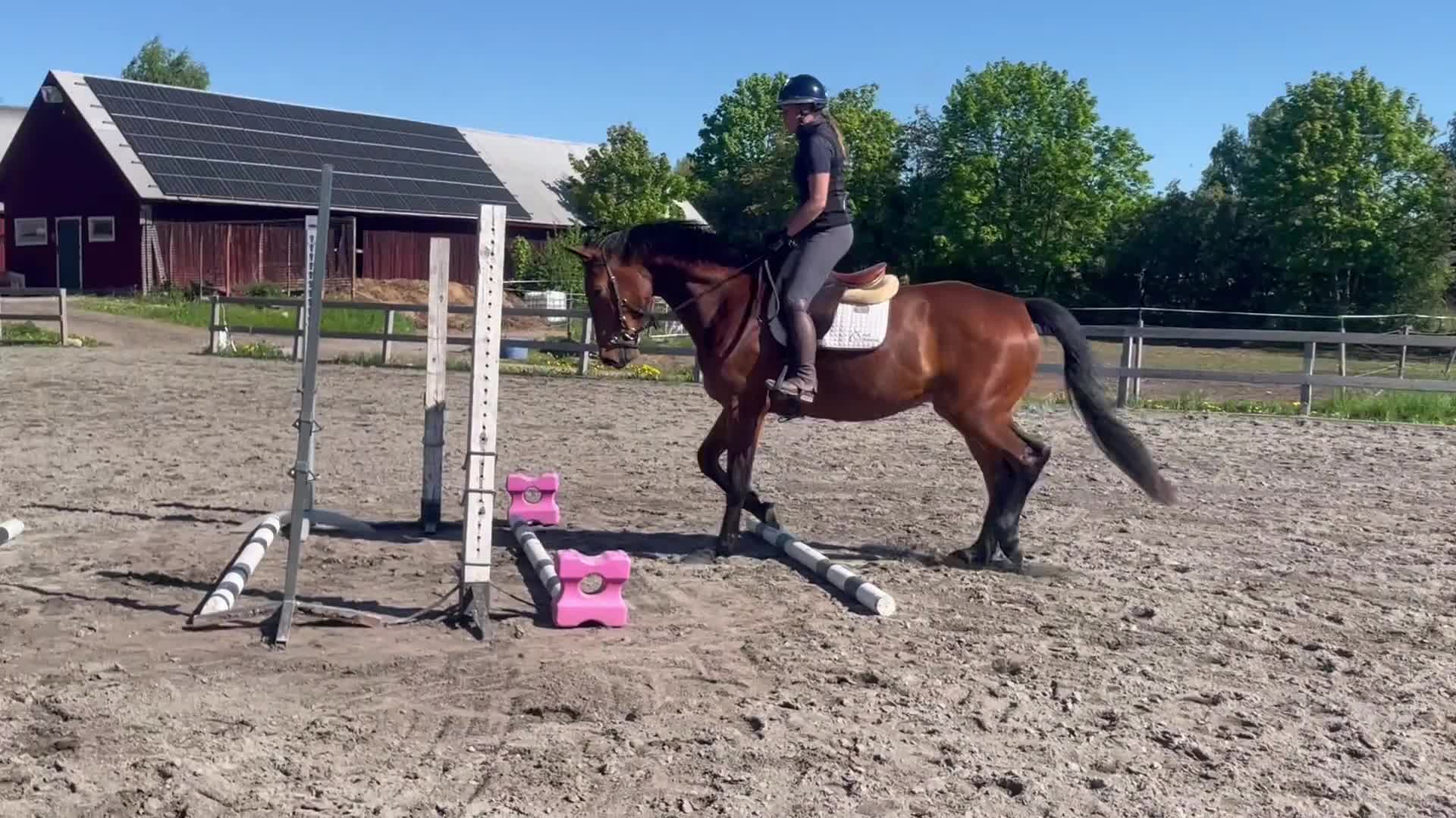 Allround hästar till salu: Fin 4 åring - Video 2