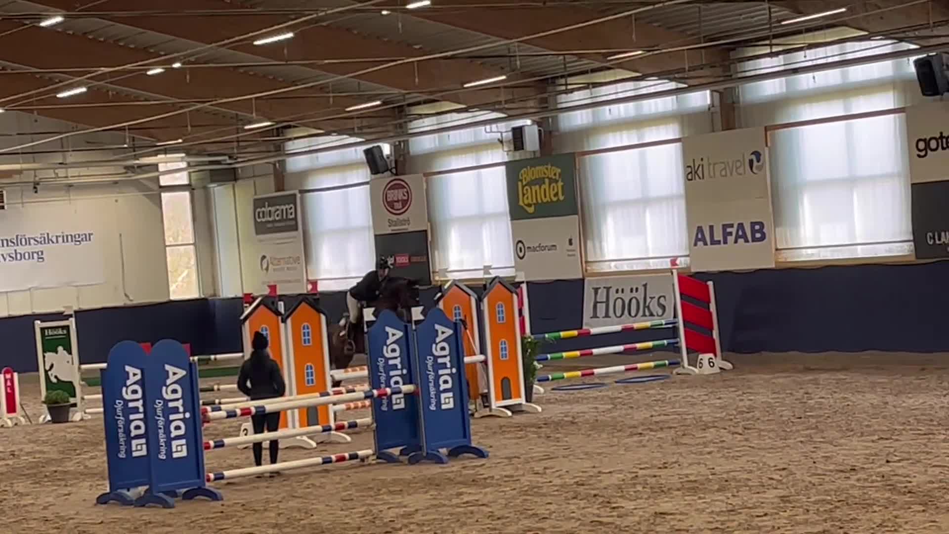 Hoppning hästar till salu: Toppstammad kvalitetsponny - Video 2