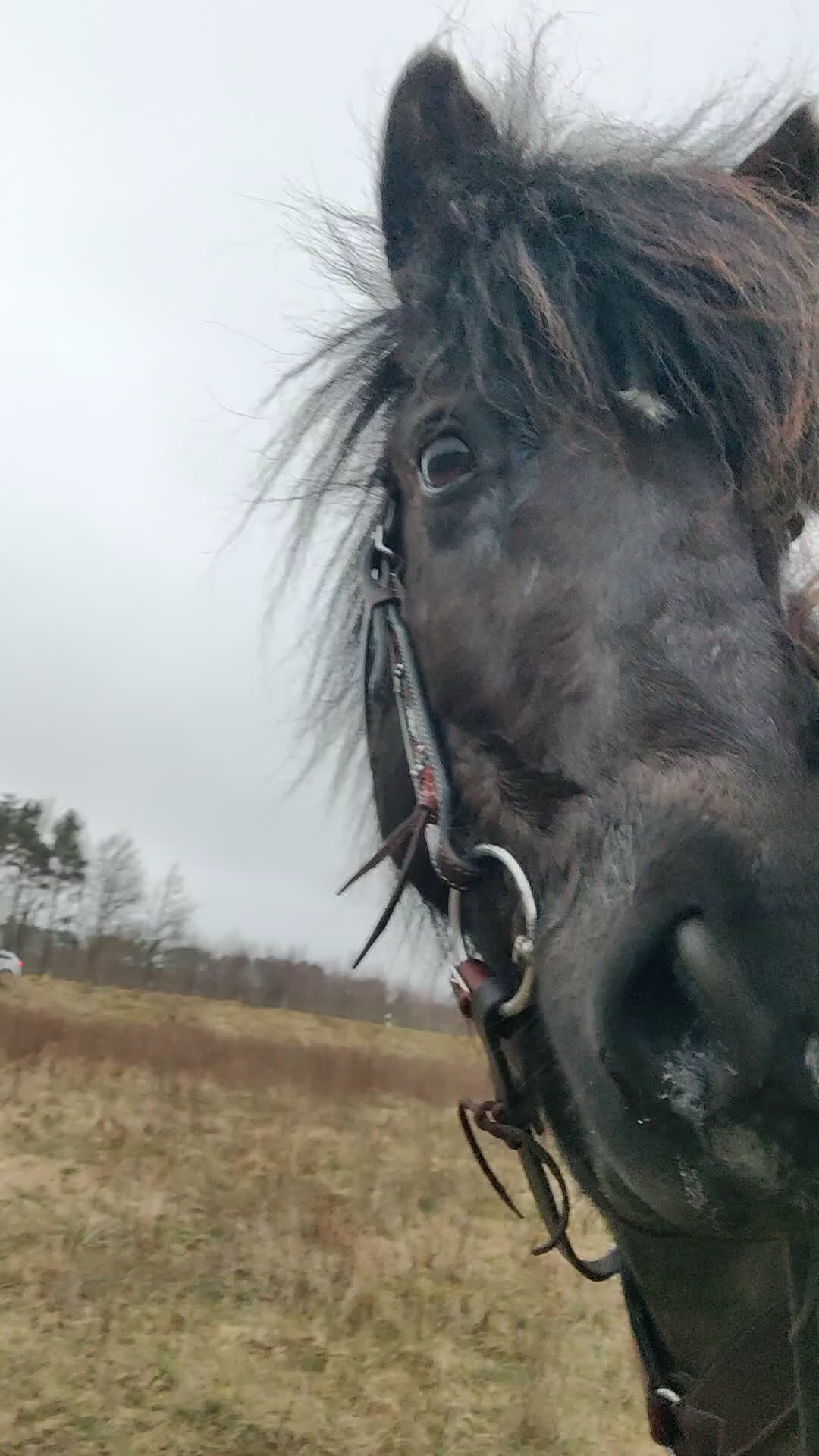  medryttarhäst sökes: Medryttarhäst sökes till glad skit! - Video 2