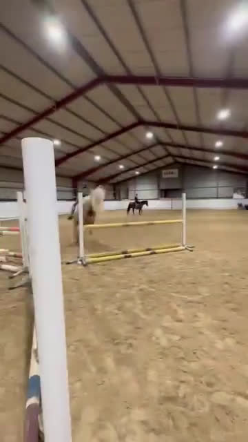 Allround hästar till salu: Guldponny söker ny bästa vän i Visby - Video 2