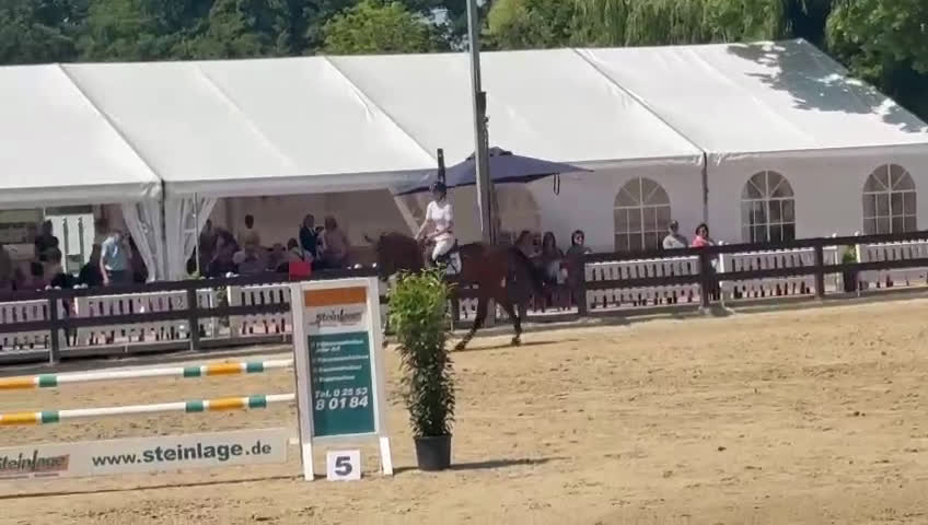 Hoppning hästar till salu: Ädel toppstammad 7-åring med kapacitet i Mörarp - Video 3