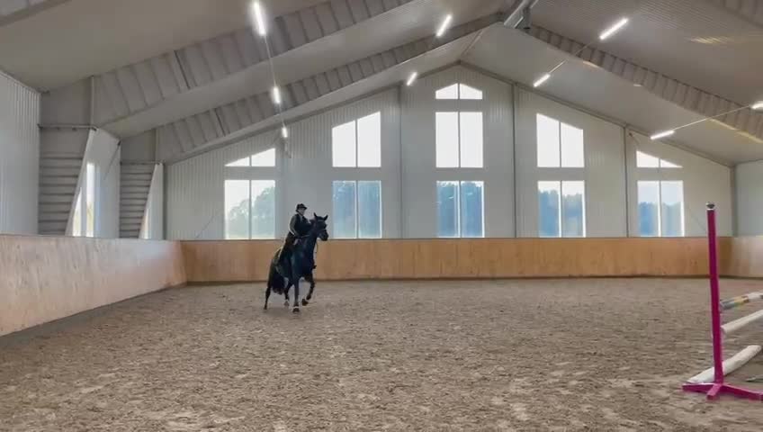 Hoppning hästar till salu: Snygg allround häst - Video 1