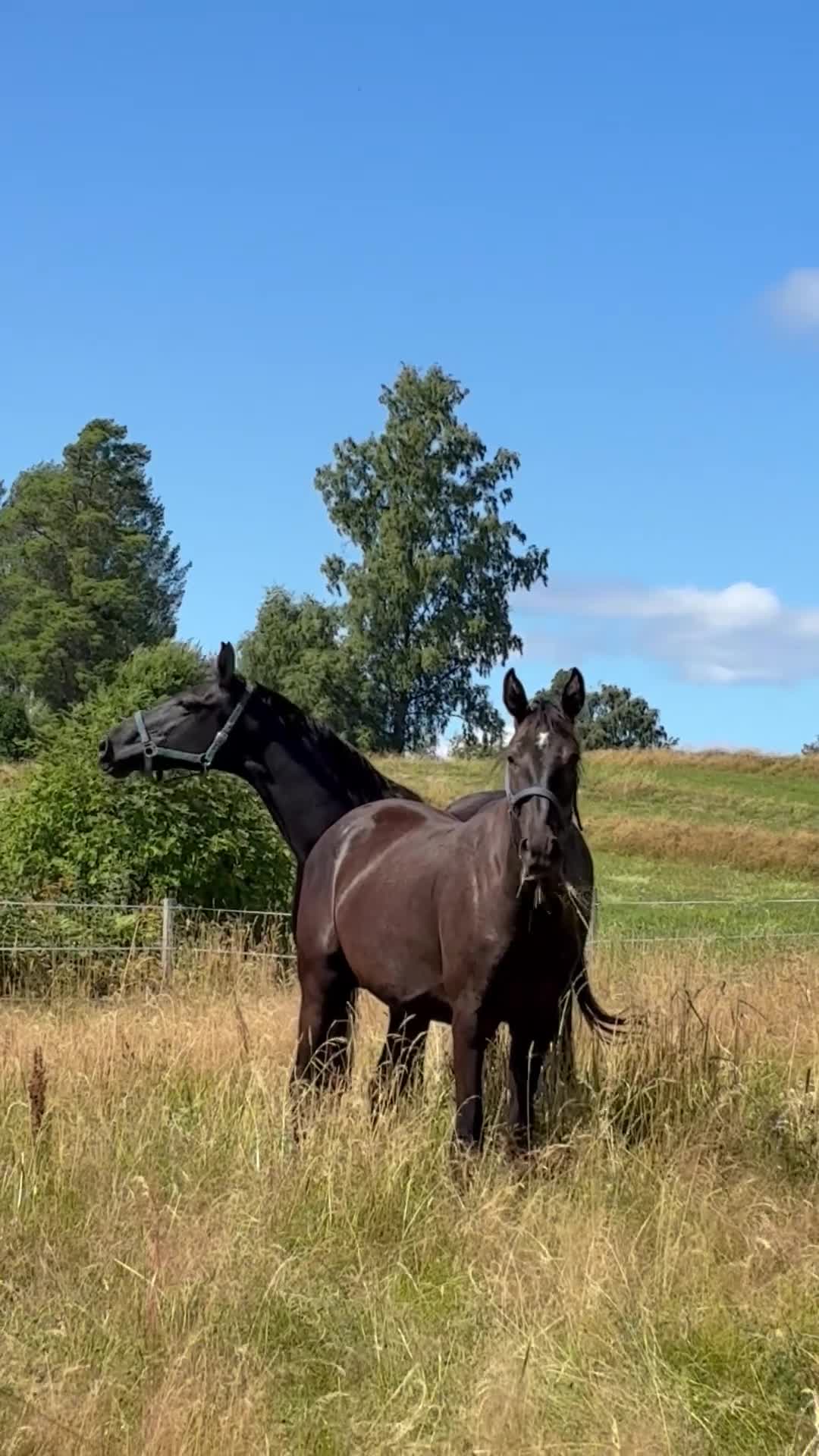 Dressyr hästar till salu: Vacker svart/brun valack  - Video 3