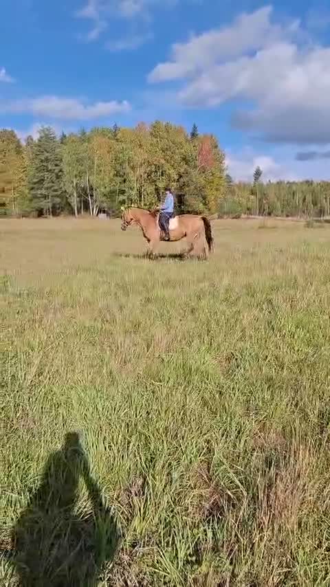 Allround hästar till salu: En trygg allroundhäst med hjärtat på rätt ställe❤️ - Video 4
