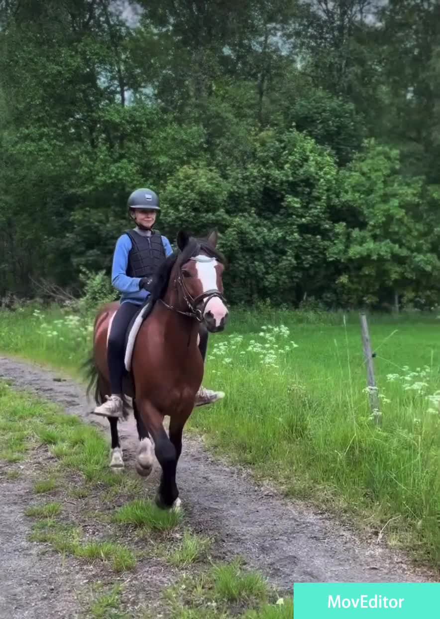 Allround hästar till salu: Tävlingsponny! - Video 2