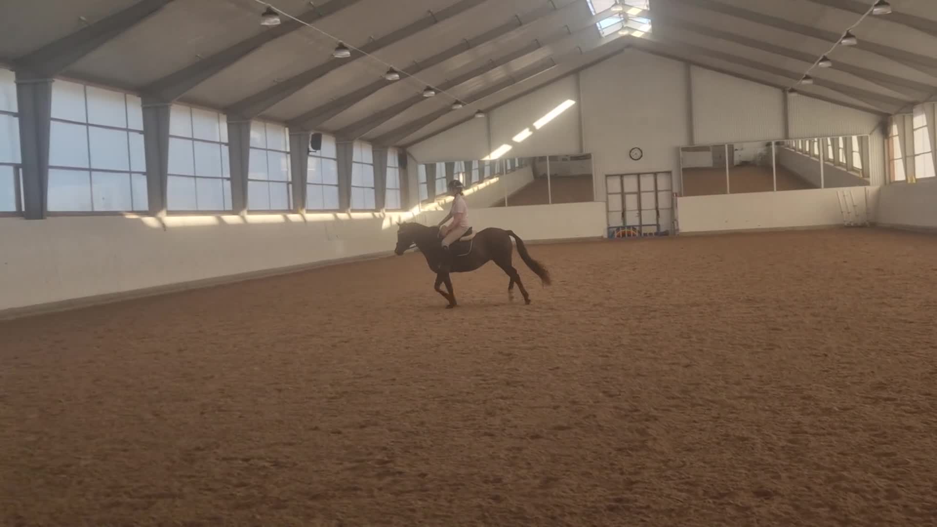 Allround hästar till salu: Ljuvlig ponny - Video 3