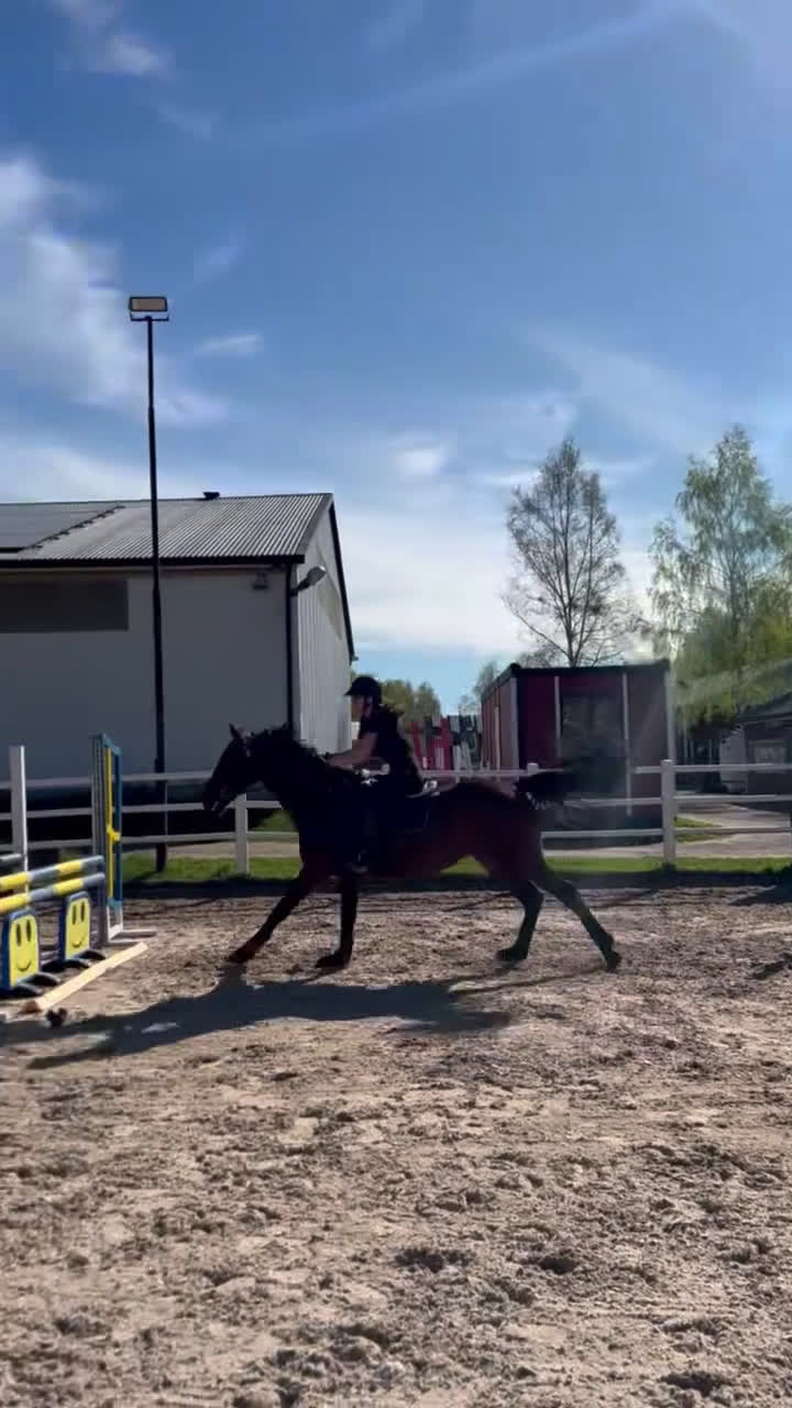 Allround hästar till salu: Valack med kapacitet! i Norrköping - Video 1