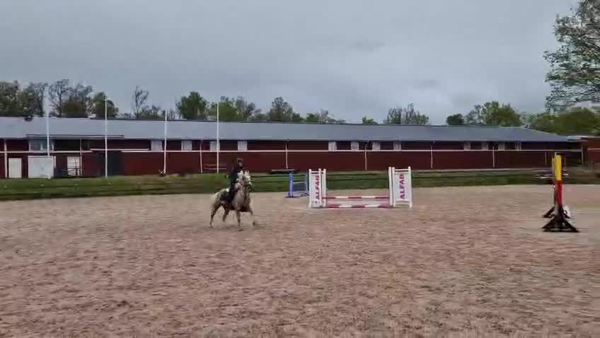 Hoppning hästar till salu: ✨️ Kvalitetsponny till salu ✨️ - Video 5