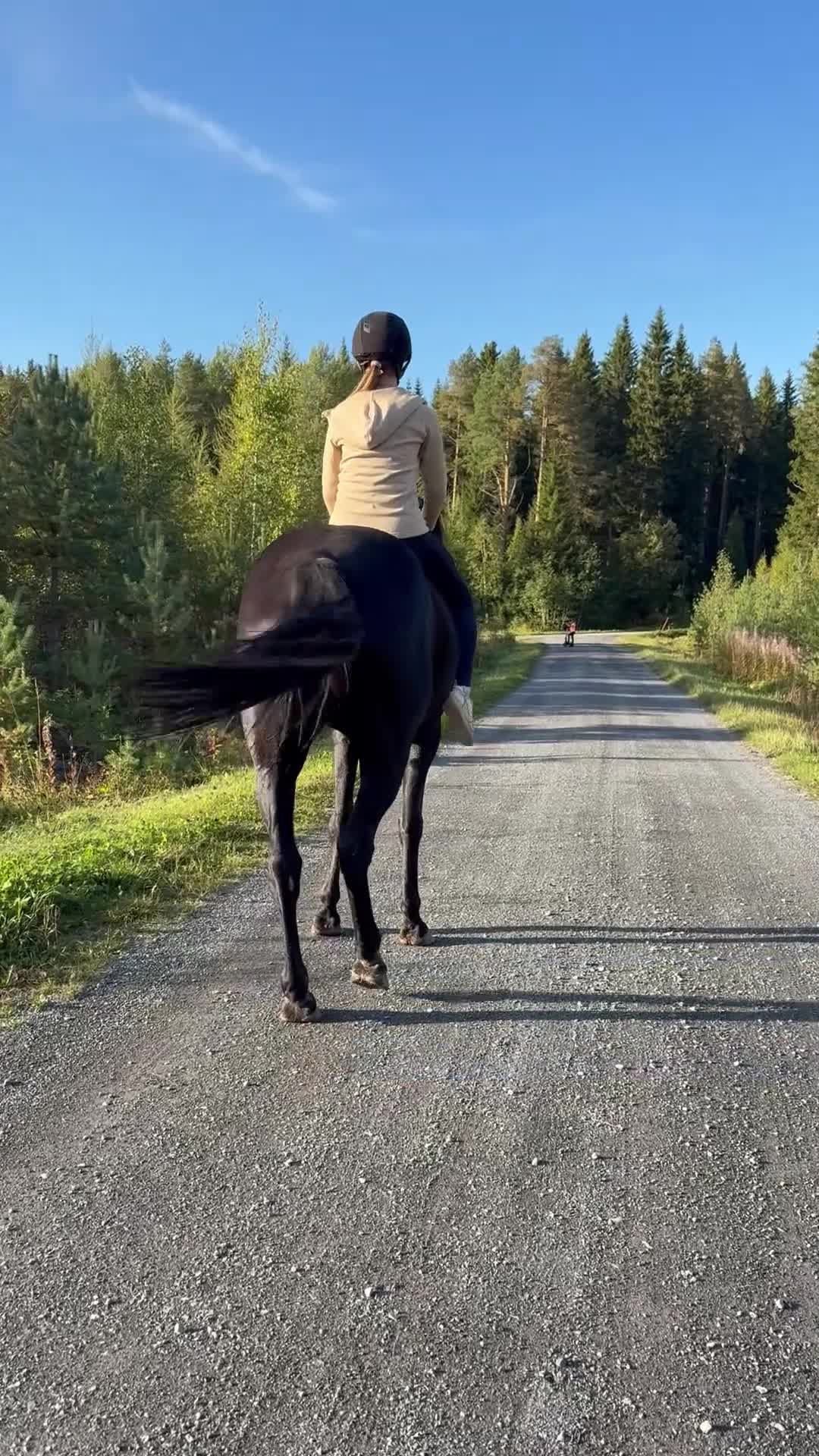 Allround hästar till salu: Nonni varmblod i Häggenås - Video 2