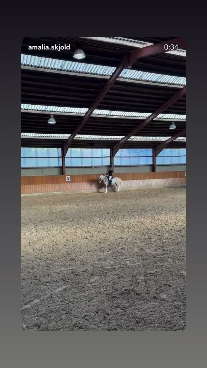 Dressyr hästar till salu: Upcomming FEI pony i Ballerups församling - Video 2