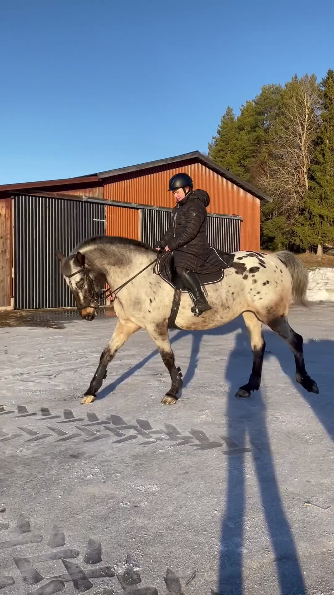 Allround hästar till salu: Vackert sto som passar för de flesta grenar - Video 4