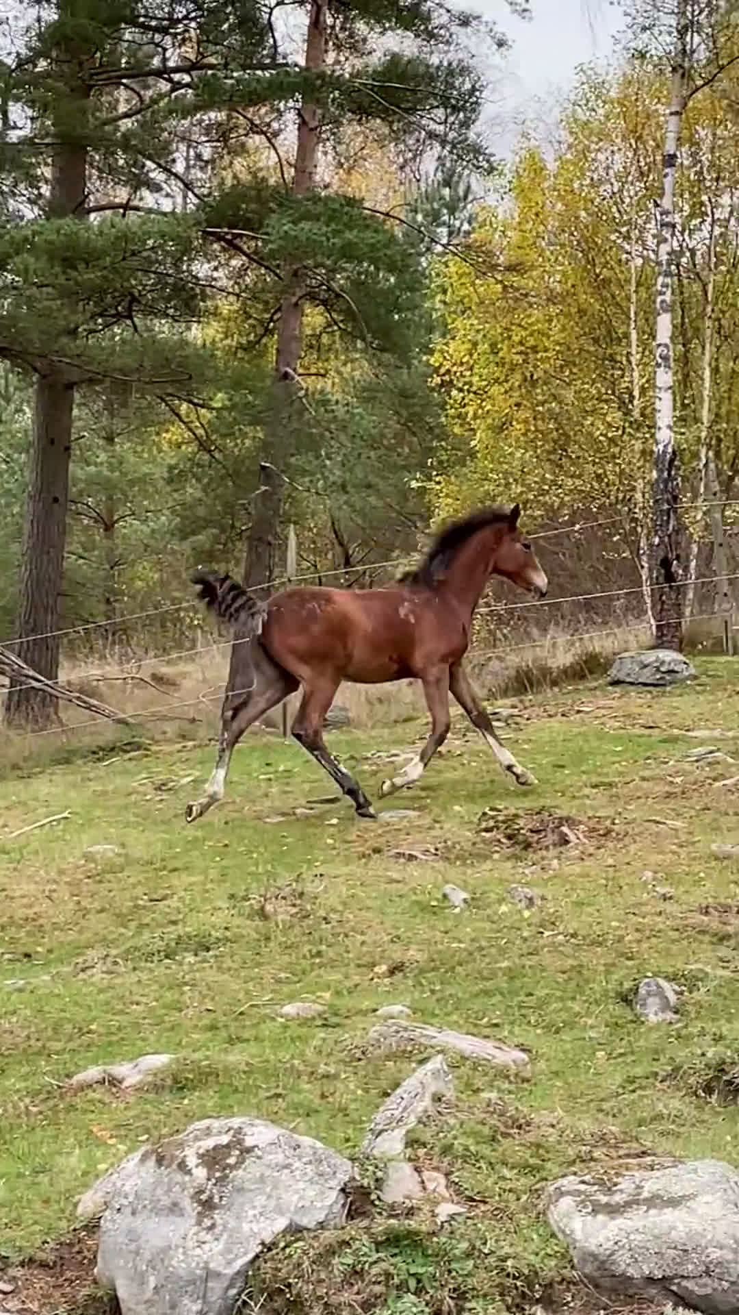 Dressyr hästar till salu: Vackert ungsto för dressyr i Partille - Video 1
