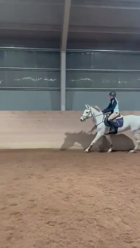 Övrigt hästar till salu: Fint Zangersheide sto i Vadstena - Video 2