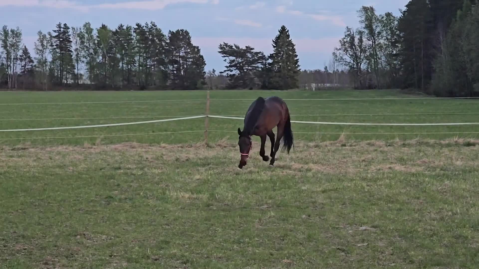 Dressyr hästar till salu: Vill du ha en JAGUAR? - Video 1