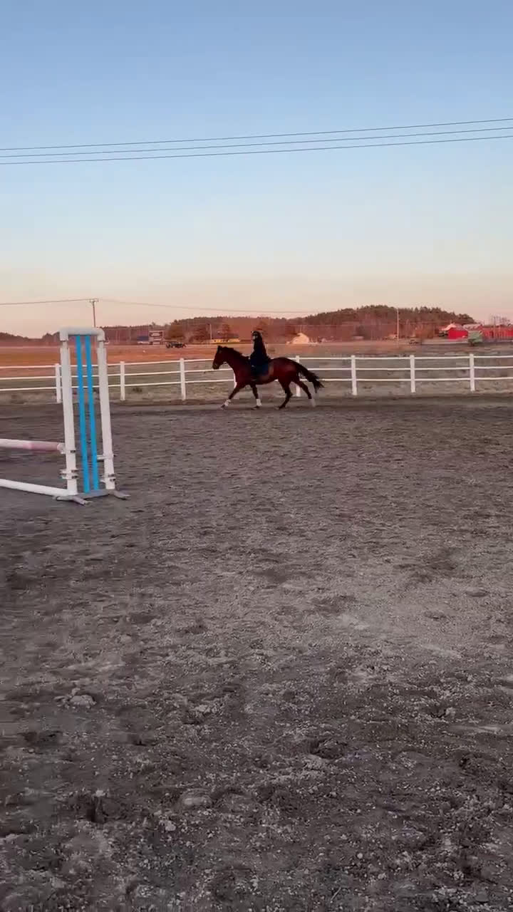 Allround hästar till salu: Personligt fullblodssto med mycket känsla - Video 1