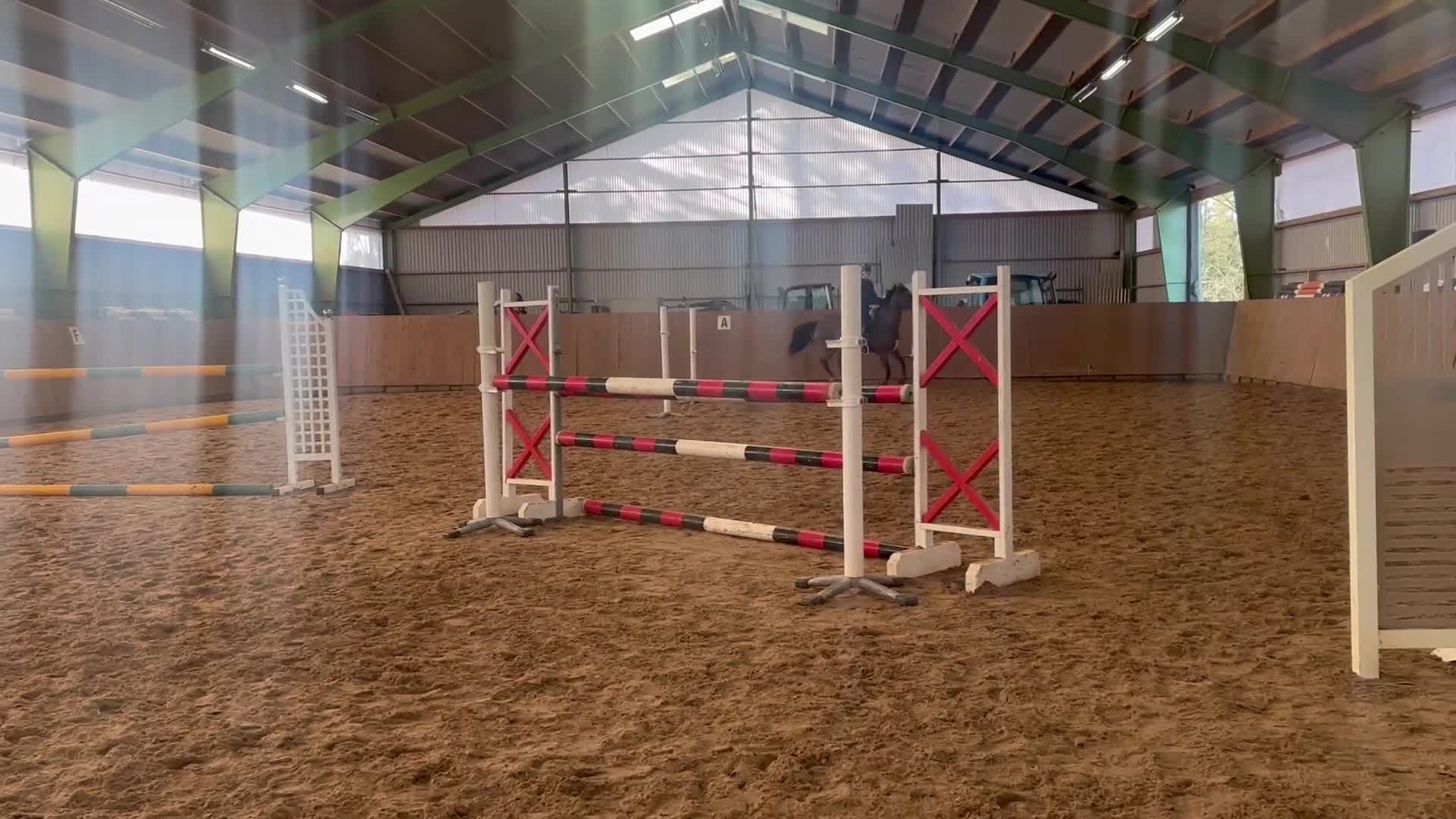 Hoppning hästar till salu: Charmig tjej med hjärta av guld  - Video 3